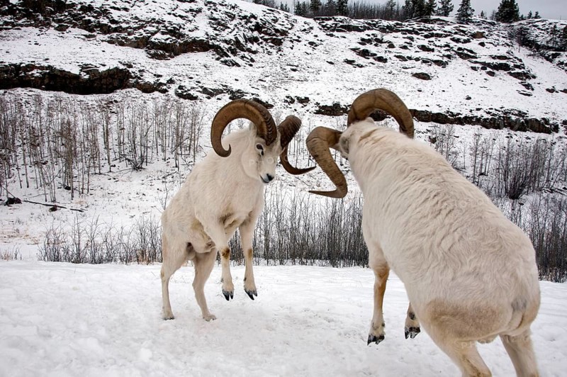 Dall Sheep