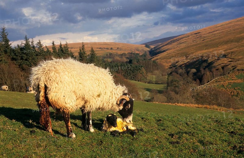 Domestic Sheep