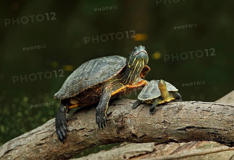 Red-eared slider