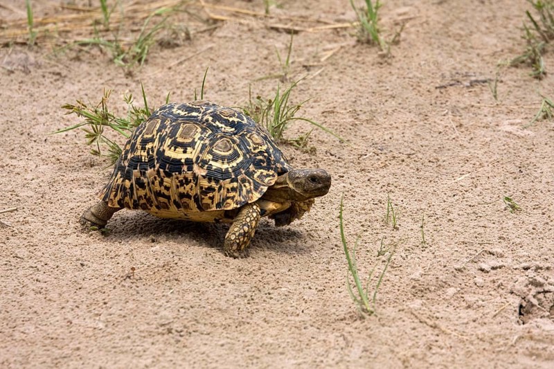 leopard tortoises