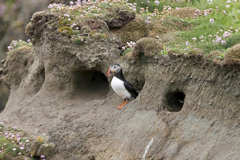 Atlantic Puffin