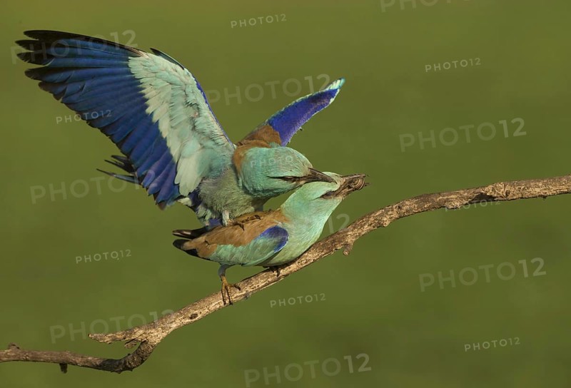 European Roller