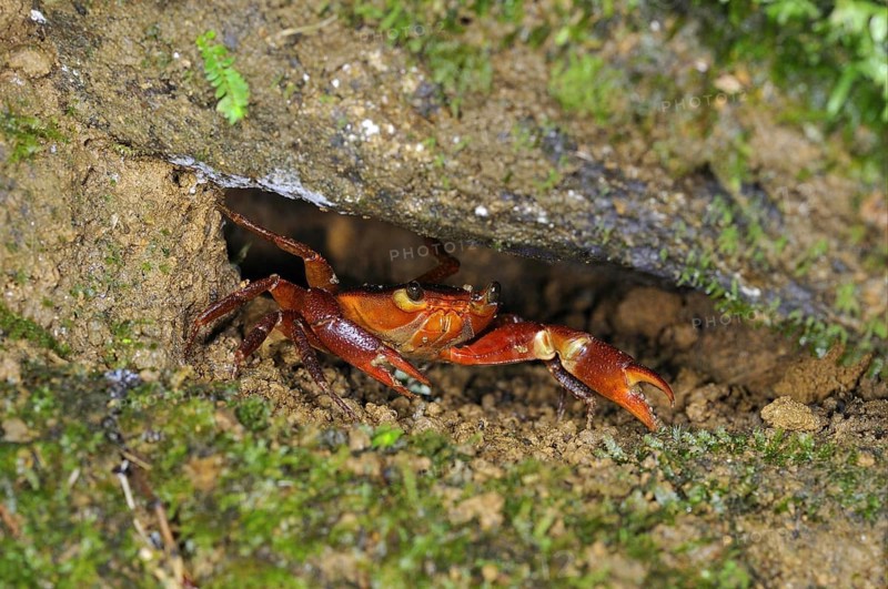 Trinidad mountain crab