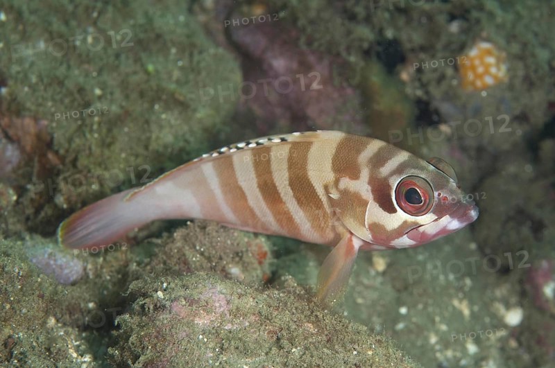 Grouper