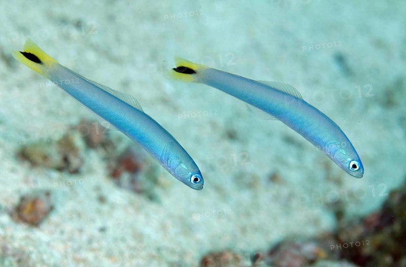 Spot-tail dartfish