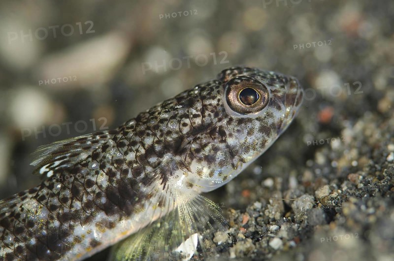 Adult scaled goby