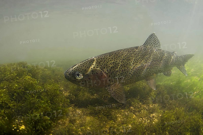 Rainbow trout