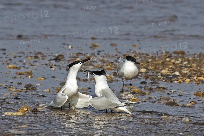Courtship display of Sandwich Terns