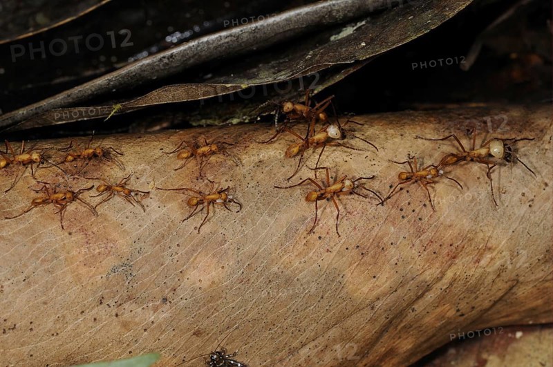 Adult red army ant