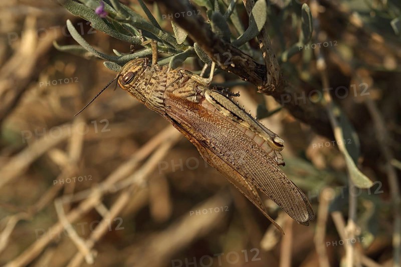 Egyptian migratory locust