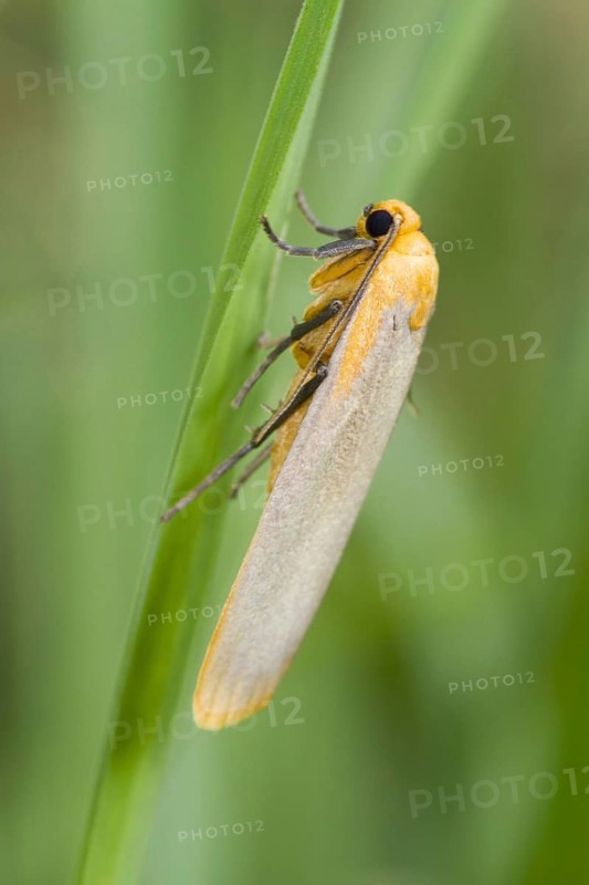Buff Footman