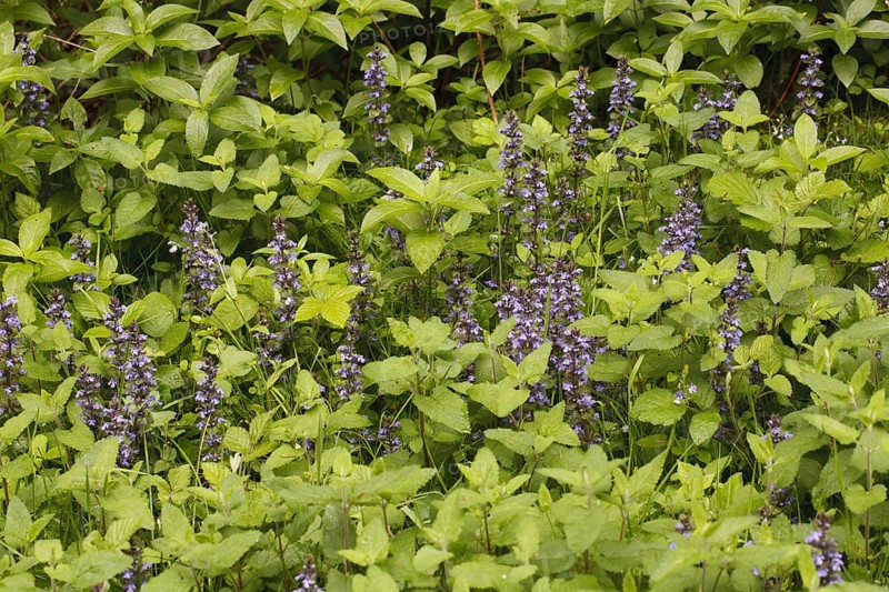 Common Bugle
