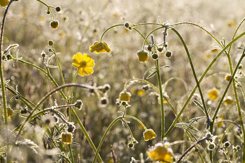 Meadow Buttercup