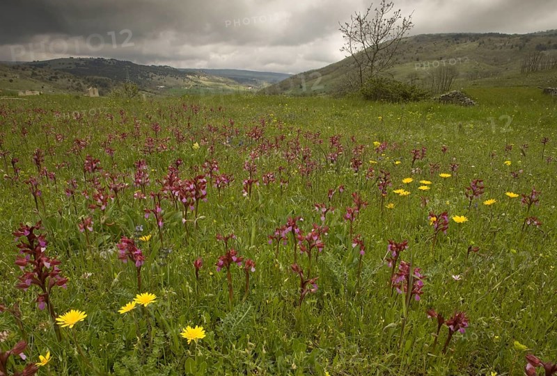 Flowering pink butterfly orchid