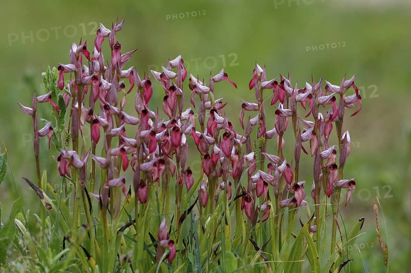 Flowering tongue-orchid