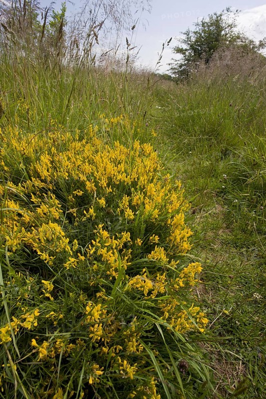 Dyer's Greenweed flowering