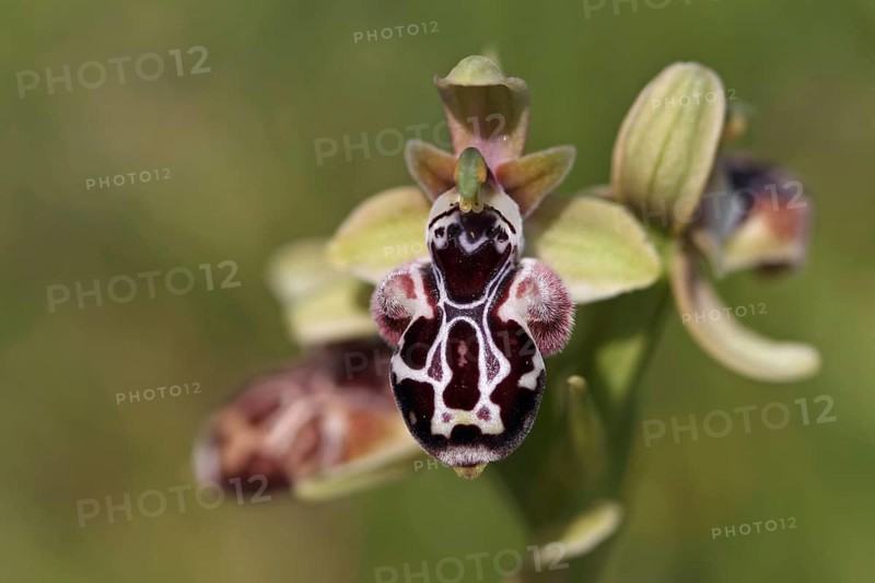 Cyprus cyprus bee orchid