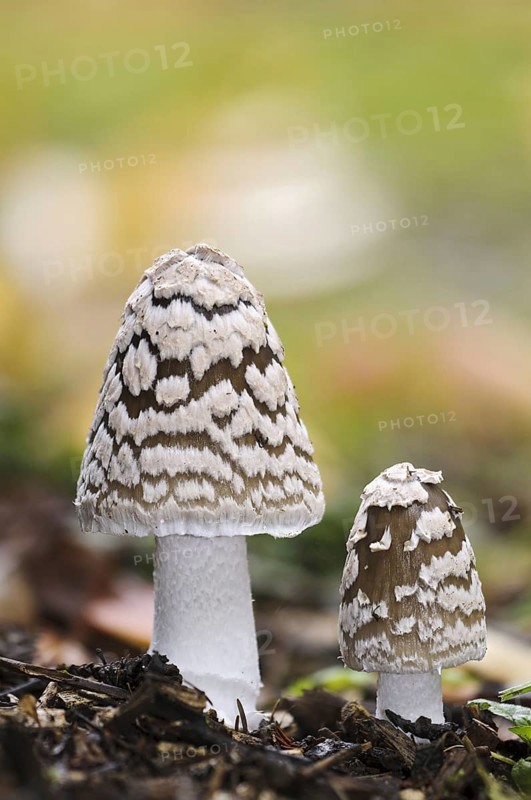 Magpie fungus