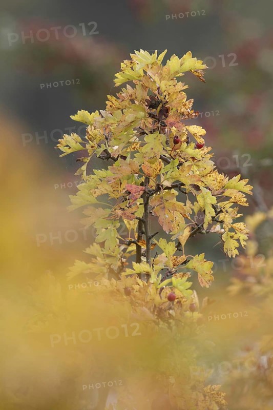 Common Hawthorn