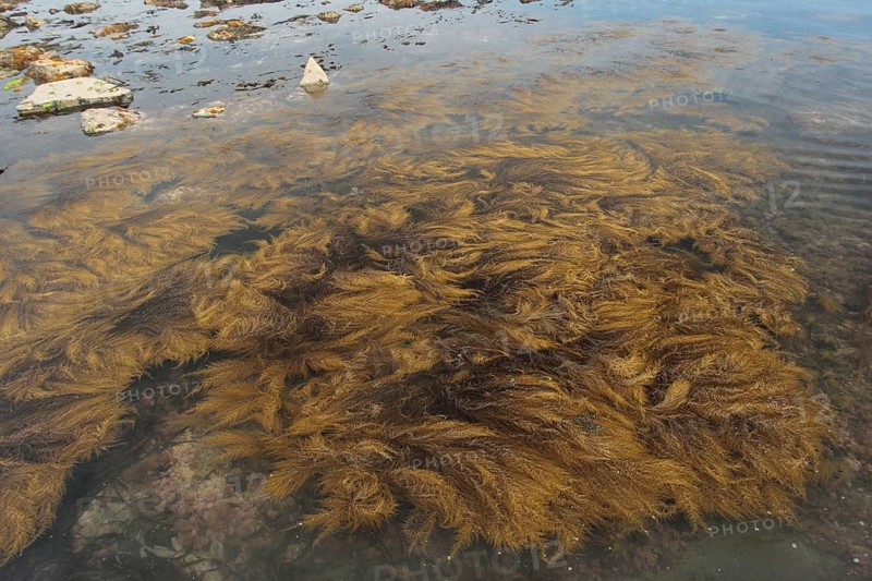 Japanese japanese wireweed