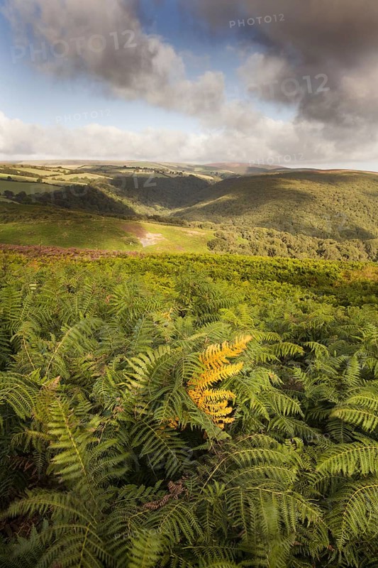 View over ferns swaying in the breeze with clouds