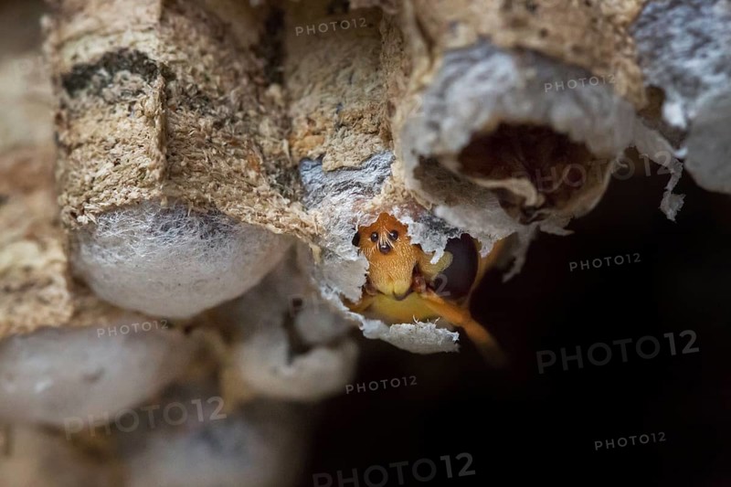 European european hornet