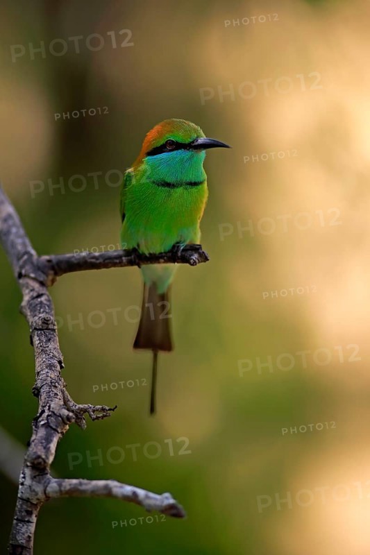Green bee-eater
