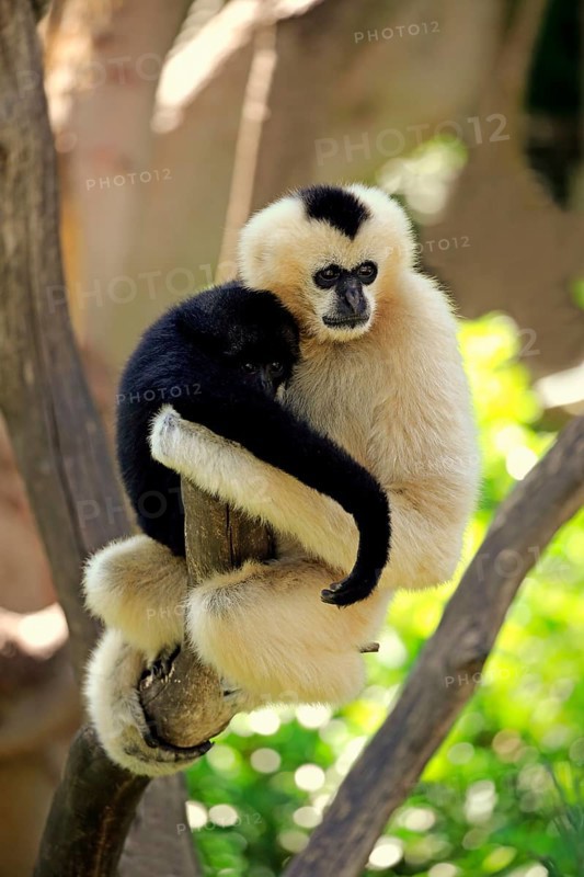 Northern white-cheeked gibbon