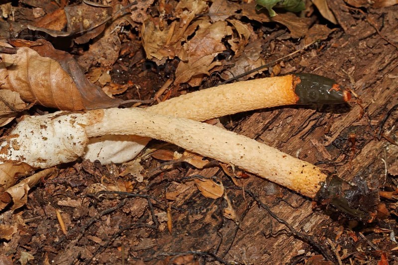 Common dog rod