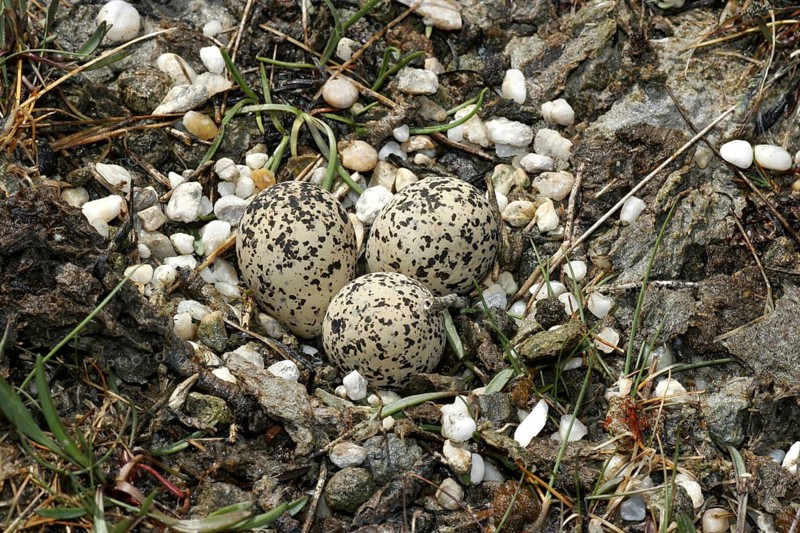 Kentish Kentish Plover