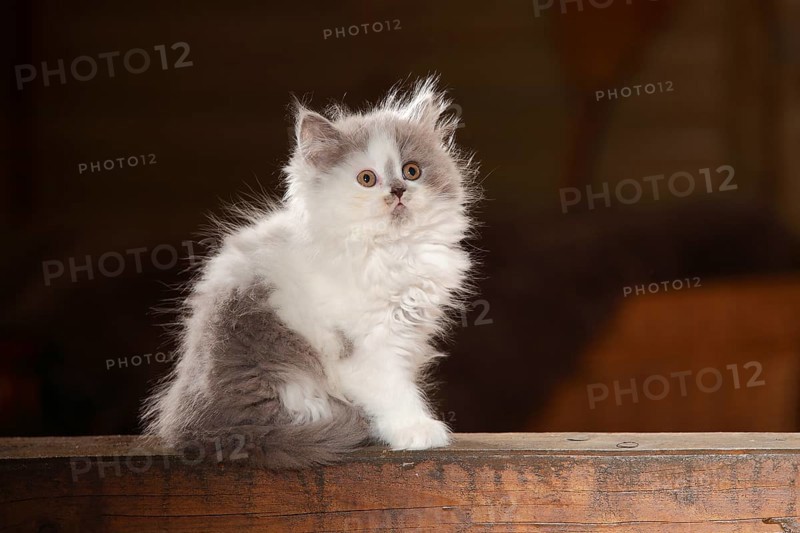 British Longhair