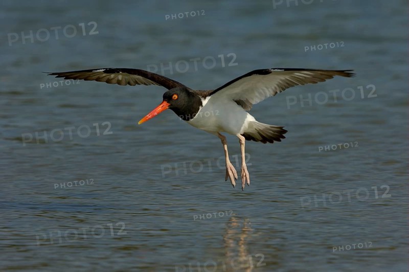 American Oystercatcher