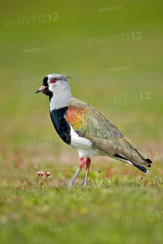 Southern lapwing