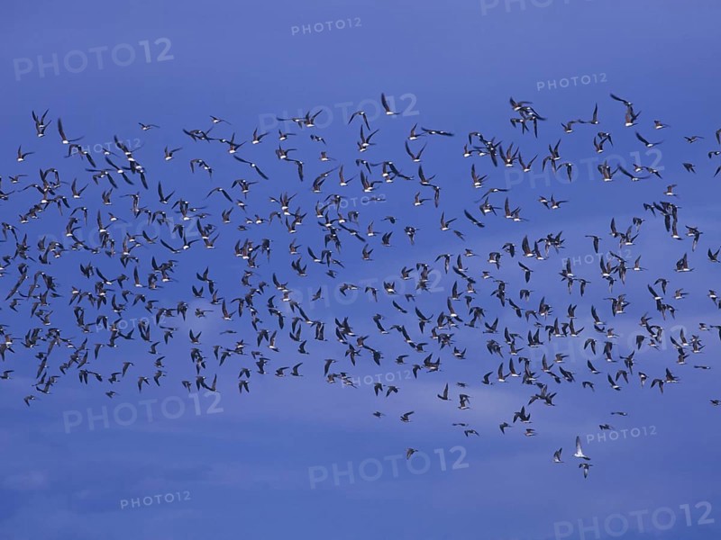 Red-winged Pratincole