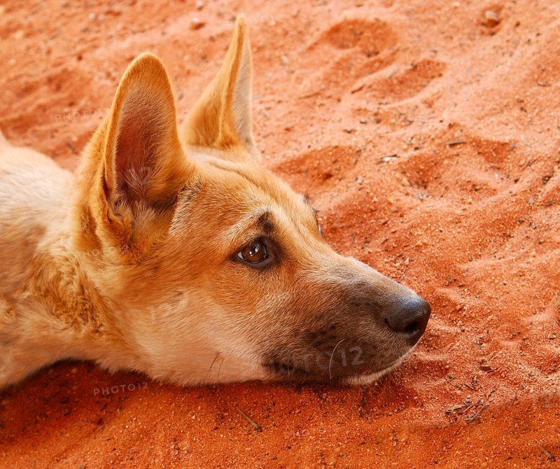 Dingo