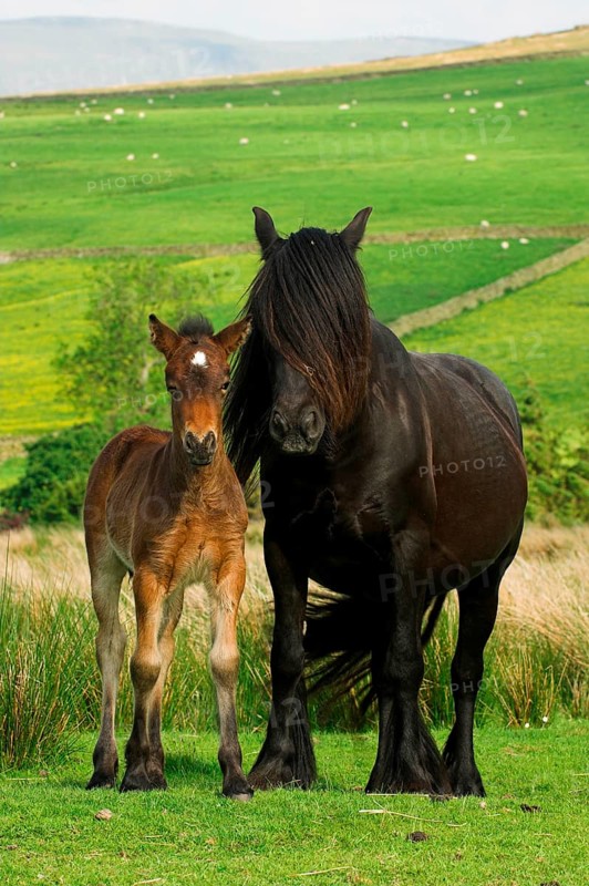 Fell Pony