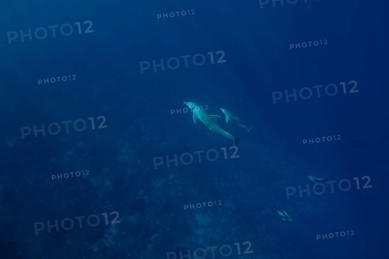 Indo-pacific bottlenose dolphin