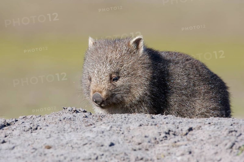 Naked-nosed wombat