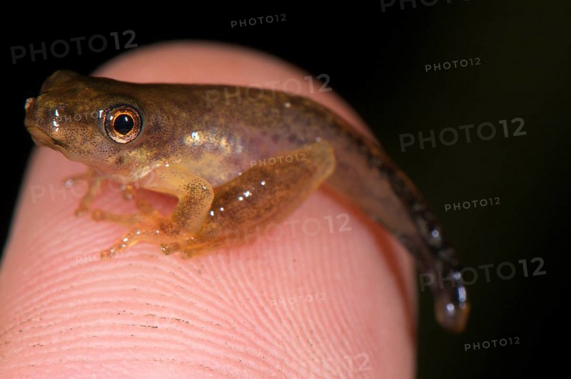 Tree frog