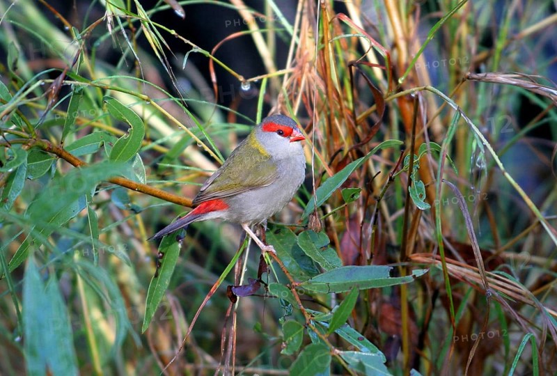 Red-browed finch