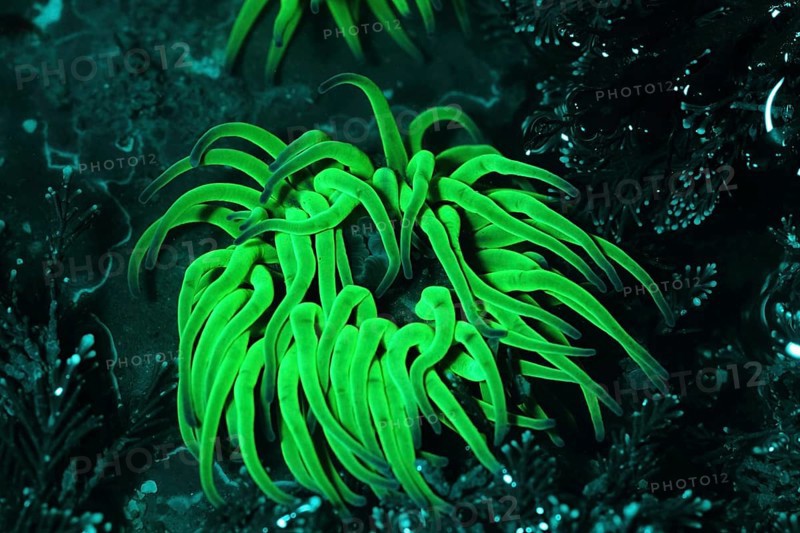 Opelet anemone