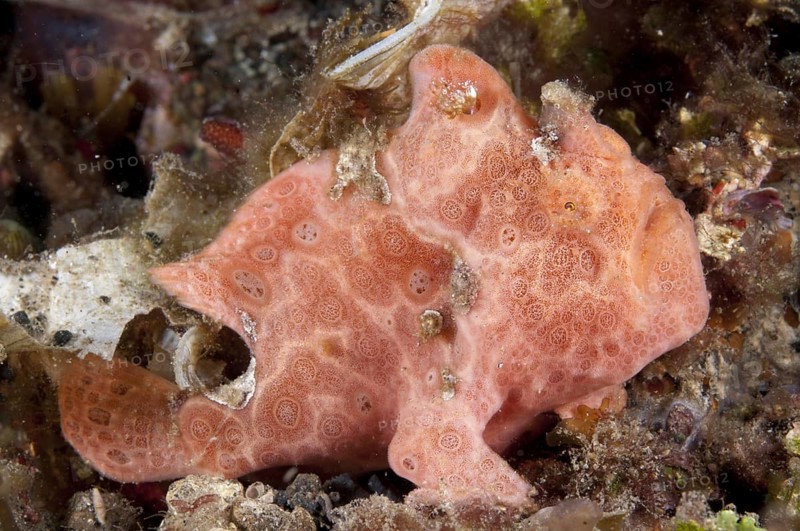 Round spotted frogfish