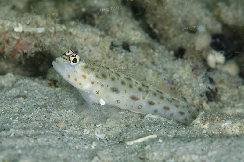 Gold-speckled Shrimpgoby