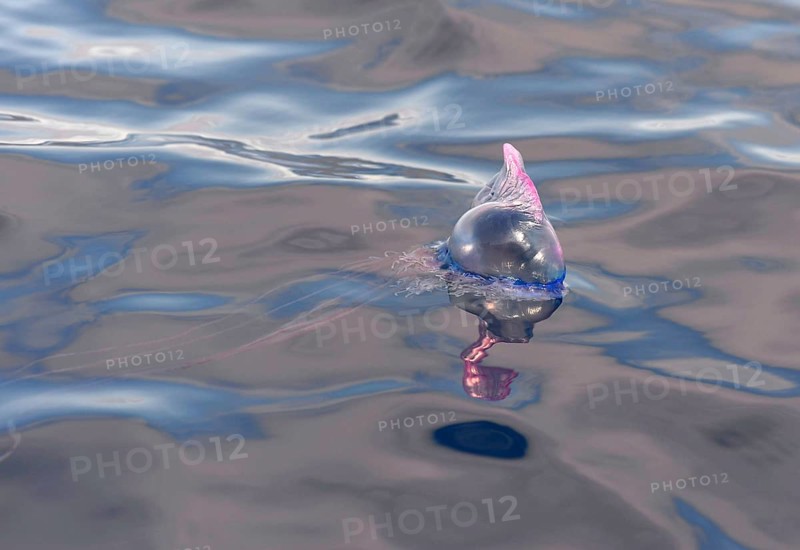 Portuguese Man of War