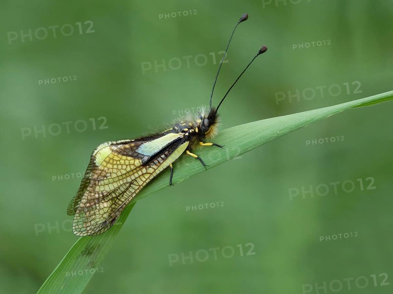 Ascalaphid