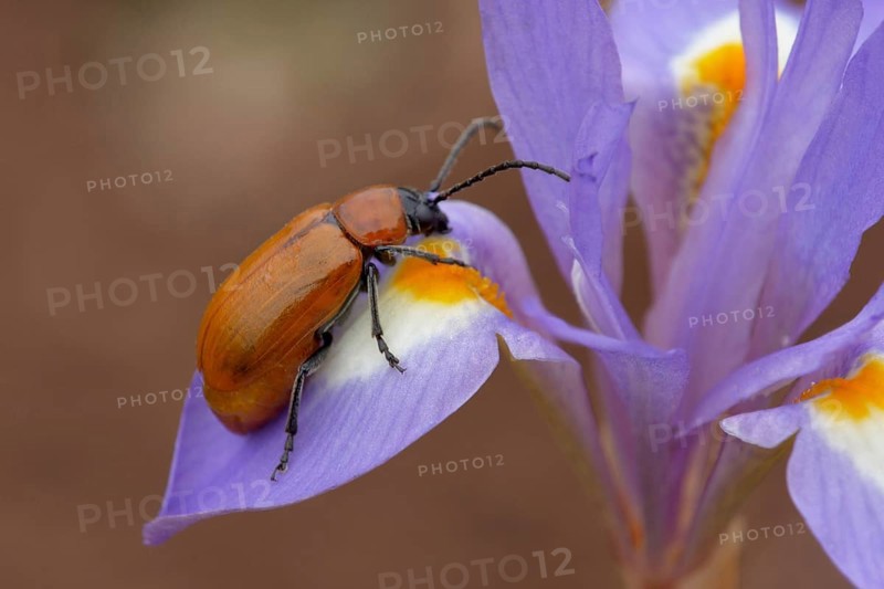 Sulphur Beetle