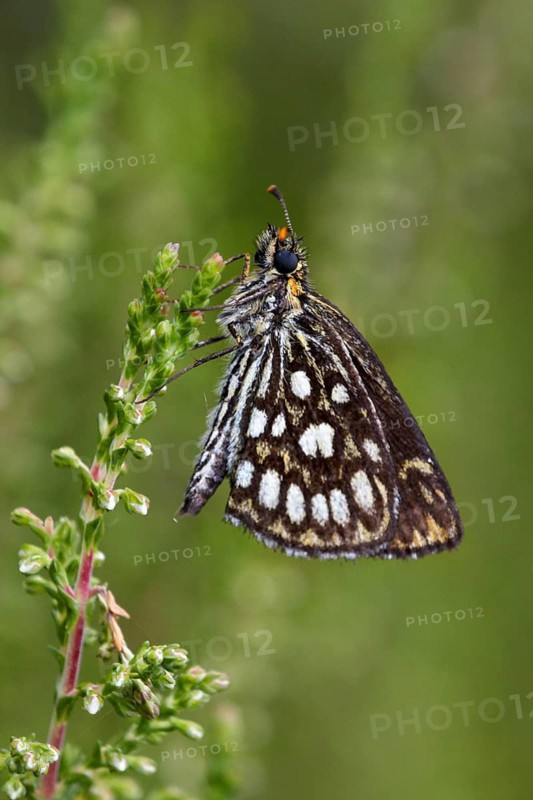 Great checkered large chequered skipper