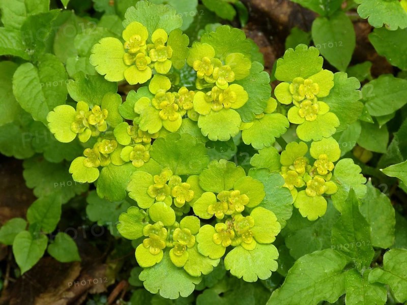 Opposite-leaved golden-saxifrage