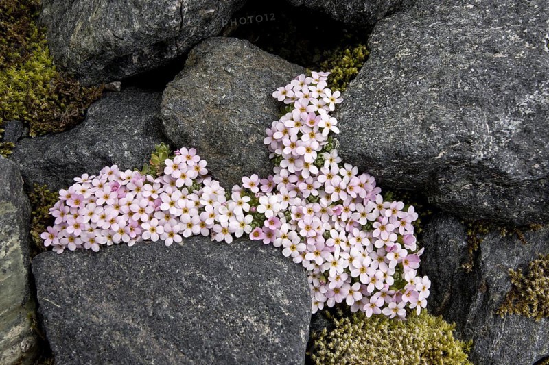 Alpine Rock-jasmine