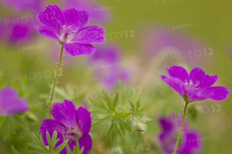 Bloody Cranesbill